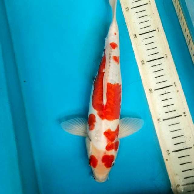 Tategoi showa Doitsu 31cm Male