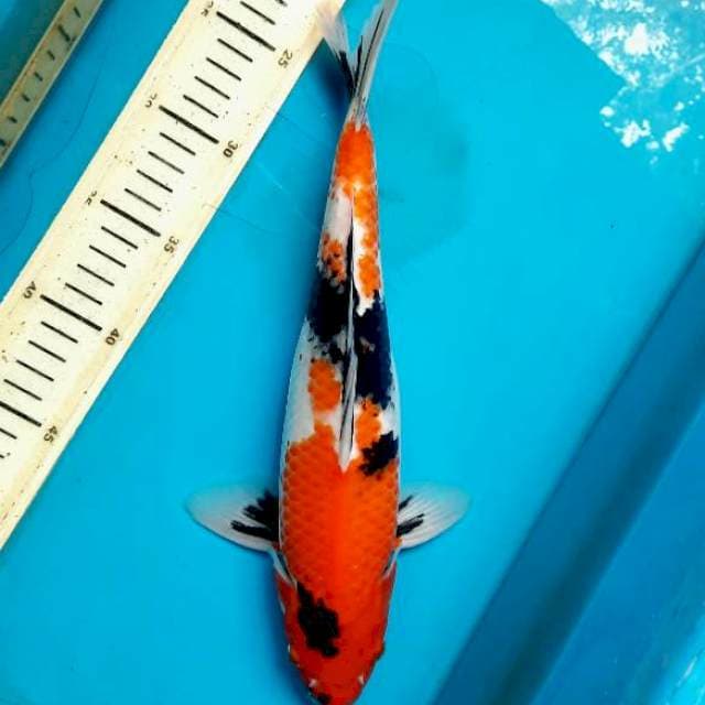 Shoea sanshoku 33cm Male 