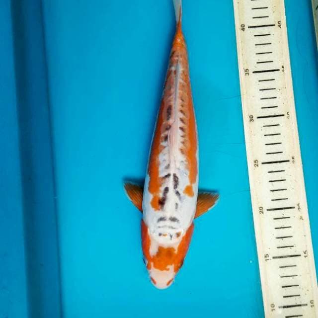 Shusui 31cm Female