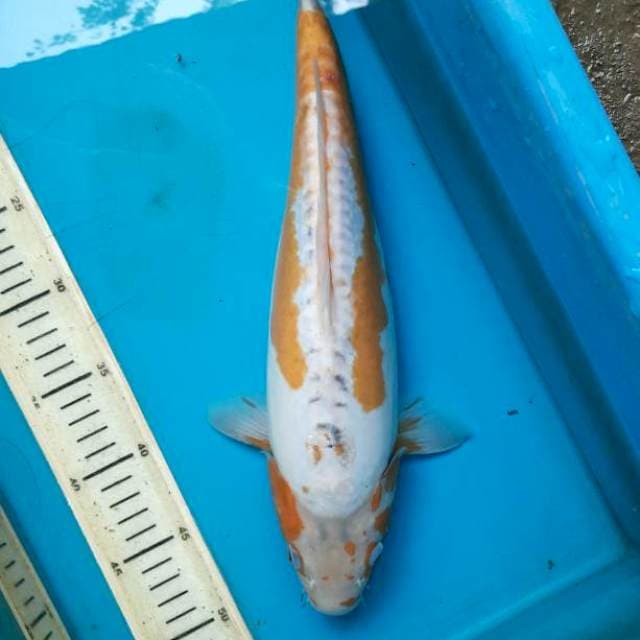 Koshui 38cm Female