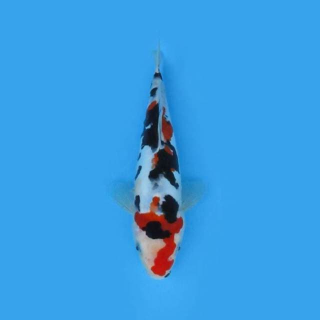 27CM - SANKE
