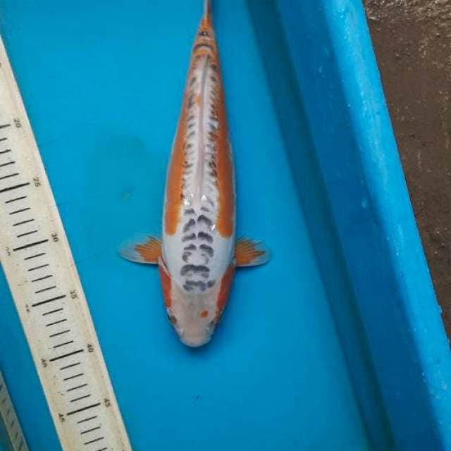 Bulky shusui 33cm Female