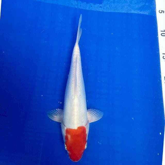 Maruten doitsu 25cm