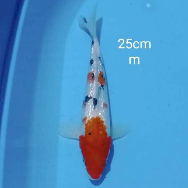 Sanke ginrin 25cm