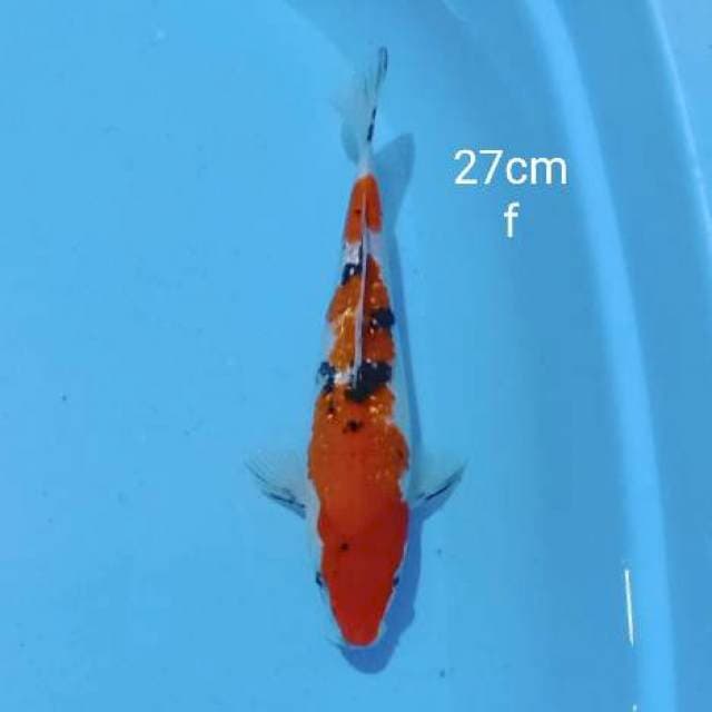 Sanke ginrin 27cm