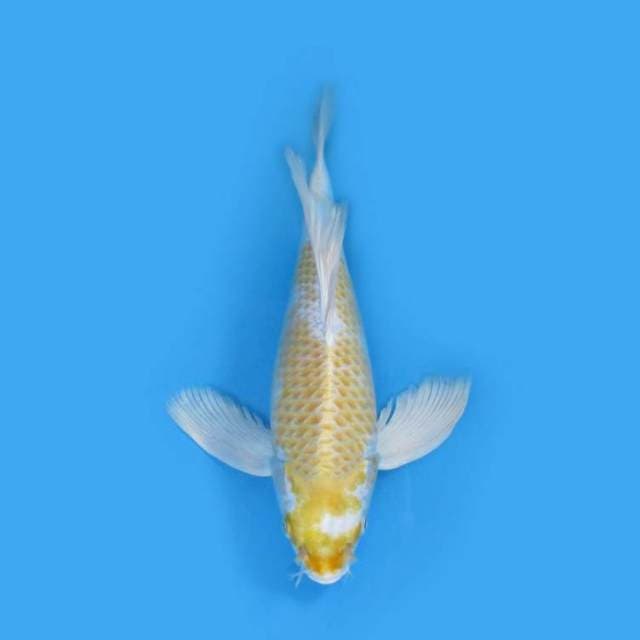 39CM - HARIWAKE KUMPAY