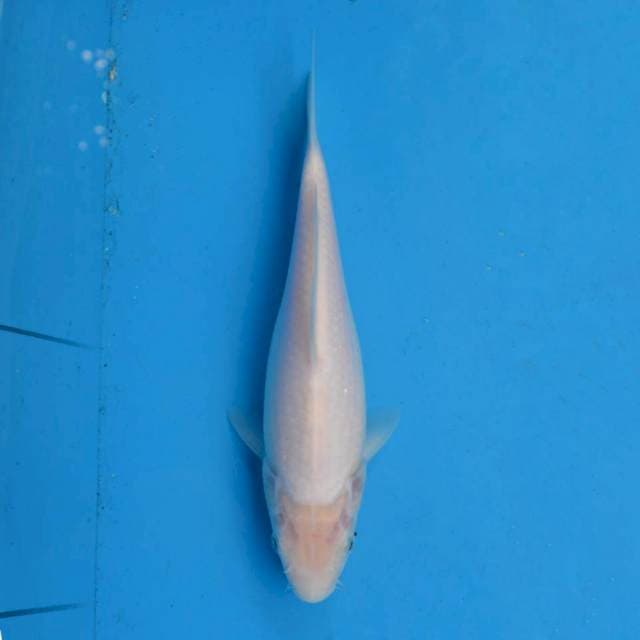 Shiromuji Mulus F1