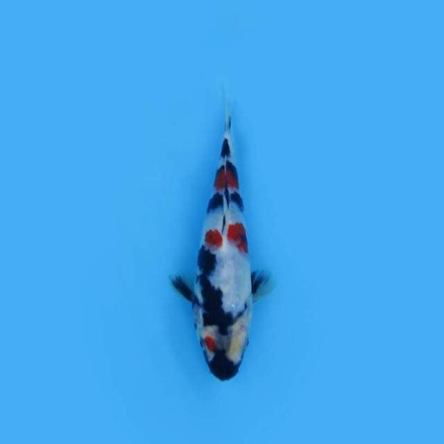 22CM - SHOWA