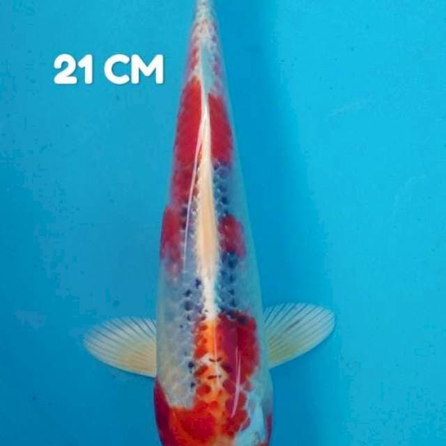 Kujaku 21 cm SQ