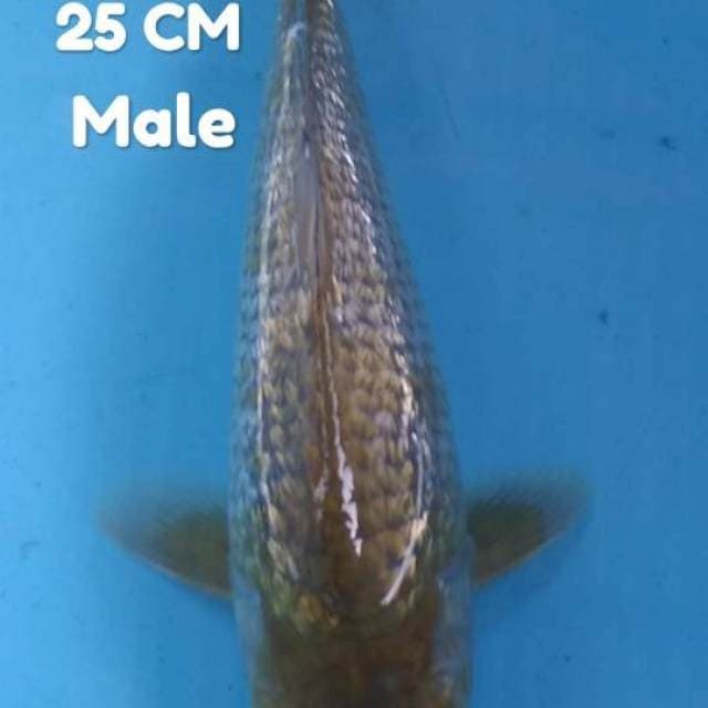 Midori punuk onta 25 cm SQ male