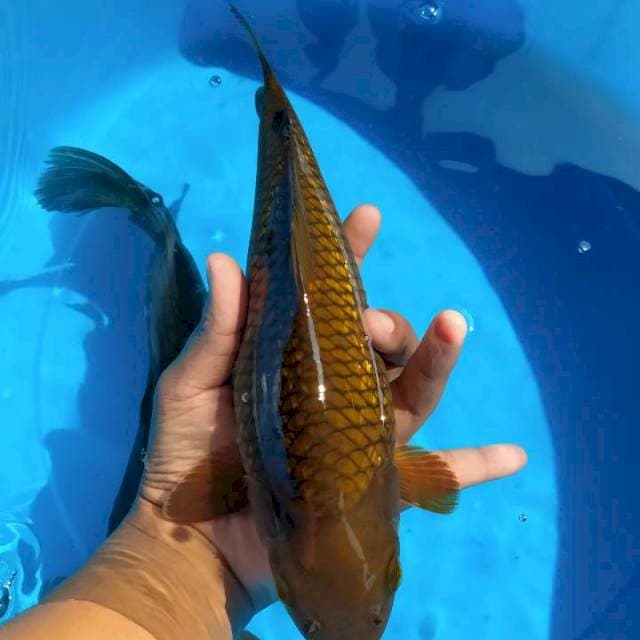 Chagoi tembaga gindrin bulky 28cm