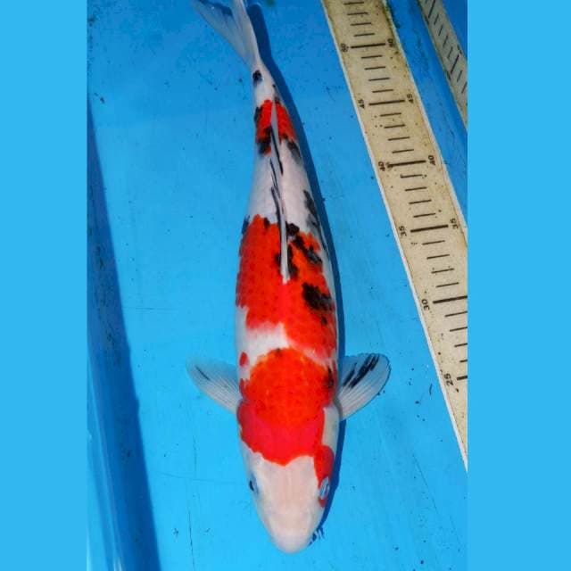 37cm SANKE BONSOR CALON JUMBO