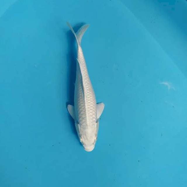 Platinum show white 25