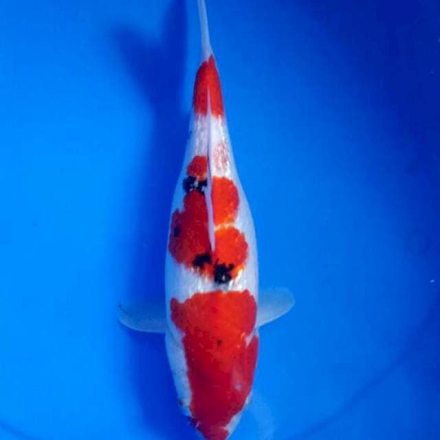 Sanke 30 cm