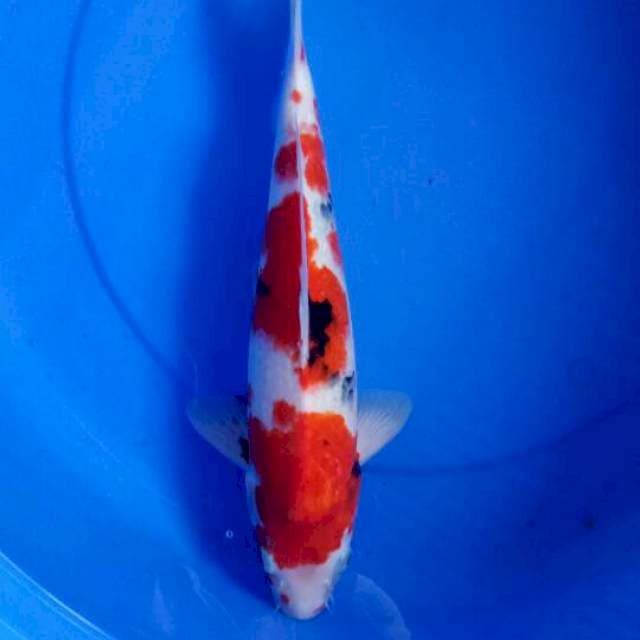 Sanke 36 cm