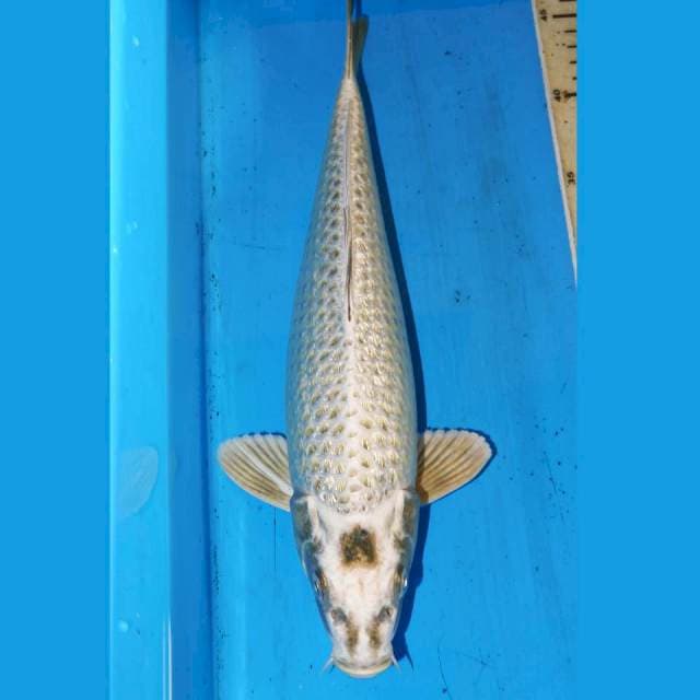 35cm GINDRIN MUKASI JINAK