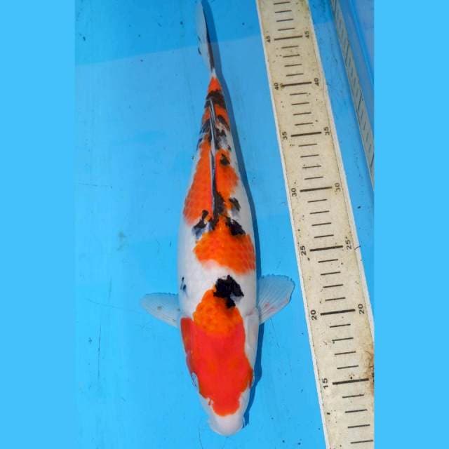 35cm 4STEP SANKE