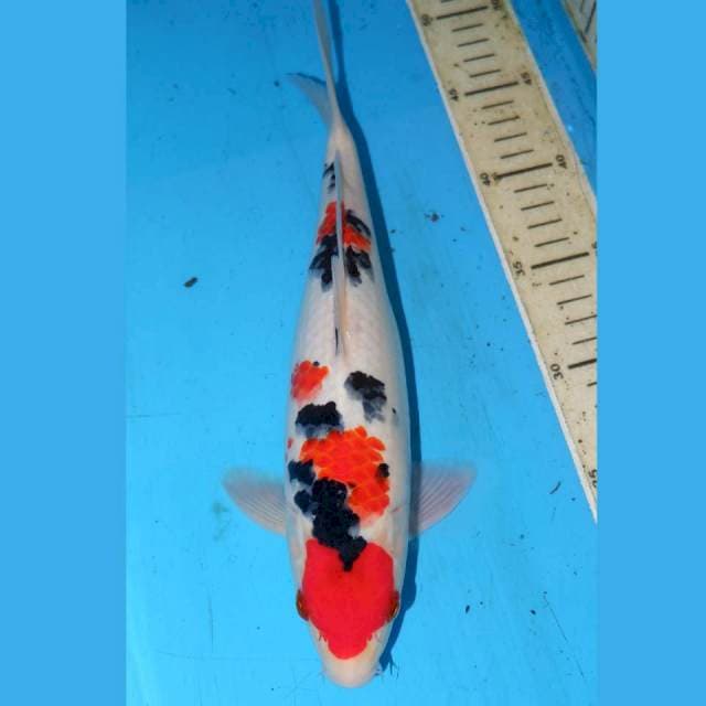 31cm ORI MARUTEN SANKE