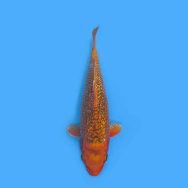 29CM - ORENJI GINRIN