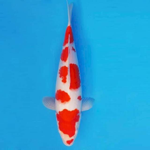 GINZA 1 ~ KOHAKU ™