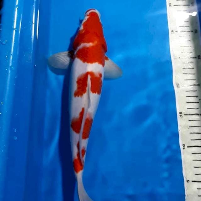 KOHAKU 4 STEEP 34 CM