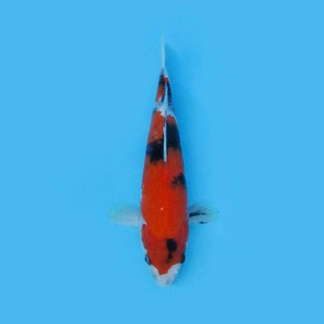 25CM - SHOWA