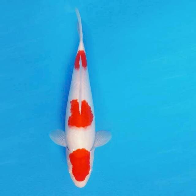 GINZA 8 ~ KOHAKU ™