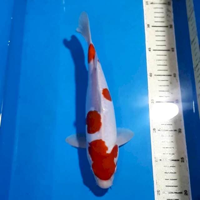 KOHAKU 28 CM
