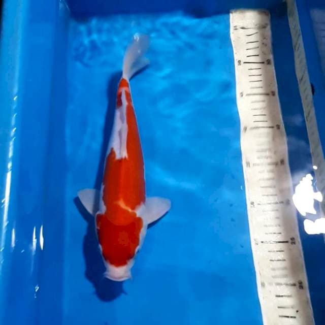 KOHAKU 30 CM