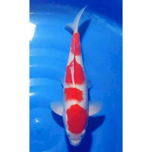 HQ Kohaku 4step strong 40cm (F)