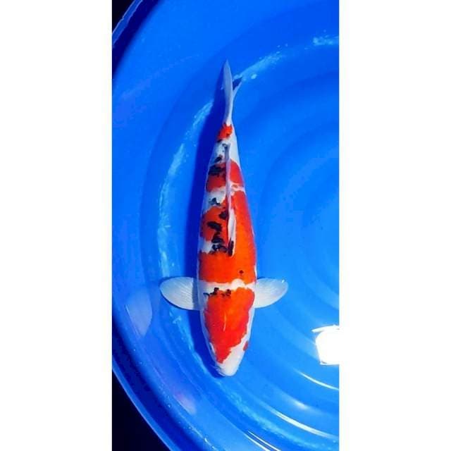 HQ Jumbo Sanke 50cm (M)