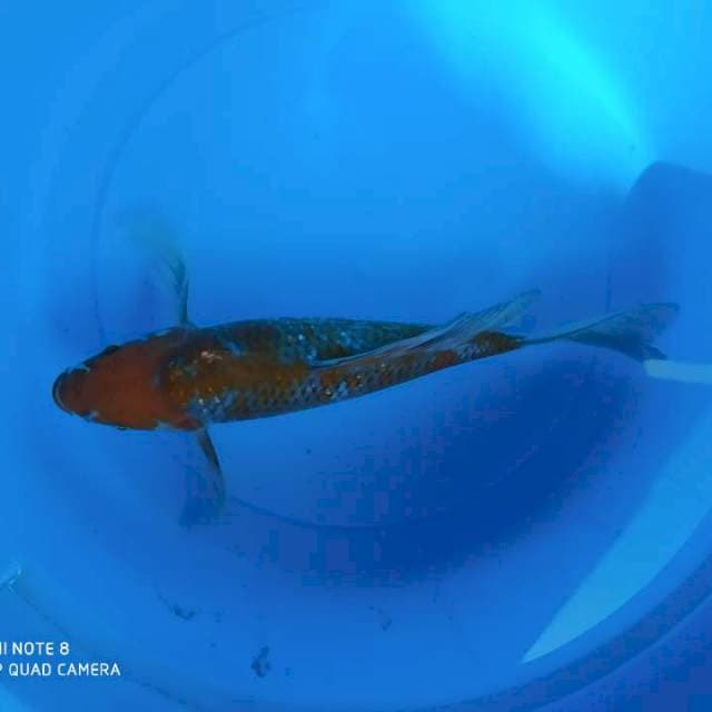 Ochiba slayer size 40cm