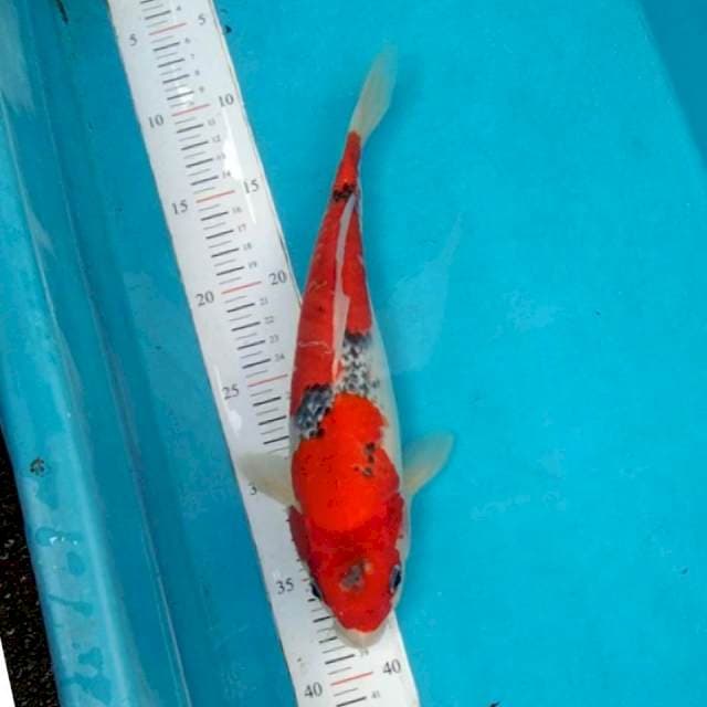 Goshiki 30cm