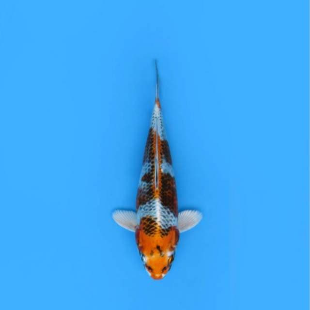 25CM - KUJAKU