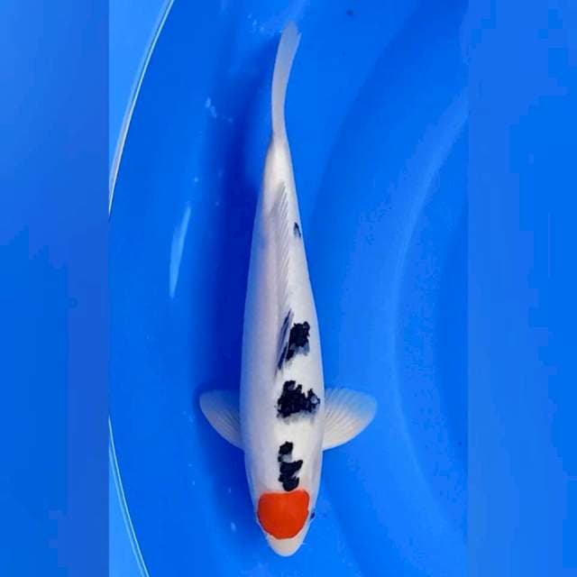 Tancho sanke 36cm