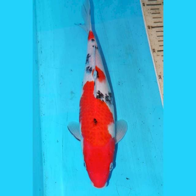 SANKE BAGUS 31cm
