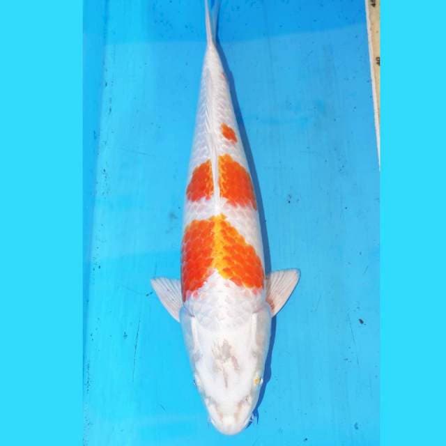HARIWAKE 32cm