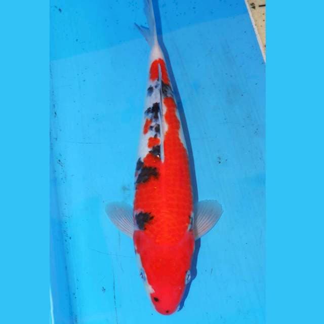 SANKE 29cm