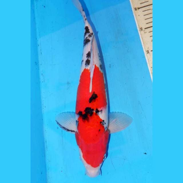 SANKE 34cm