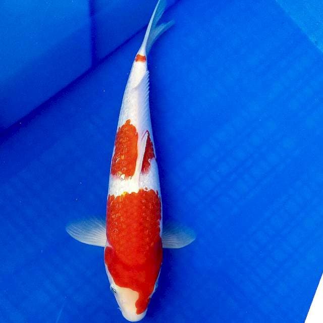 Kohaku ginrin 28cm