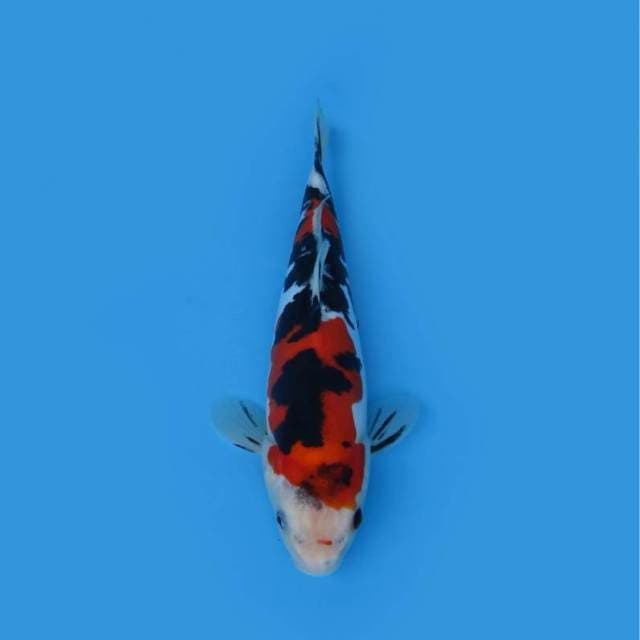 28CM - SANKE