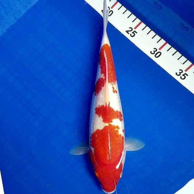 Kohaku ginrin 30cm