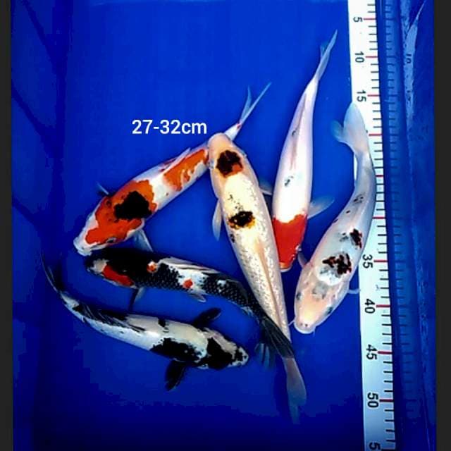 Mix 6.ekor 27-32cm