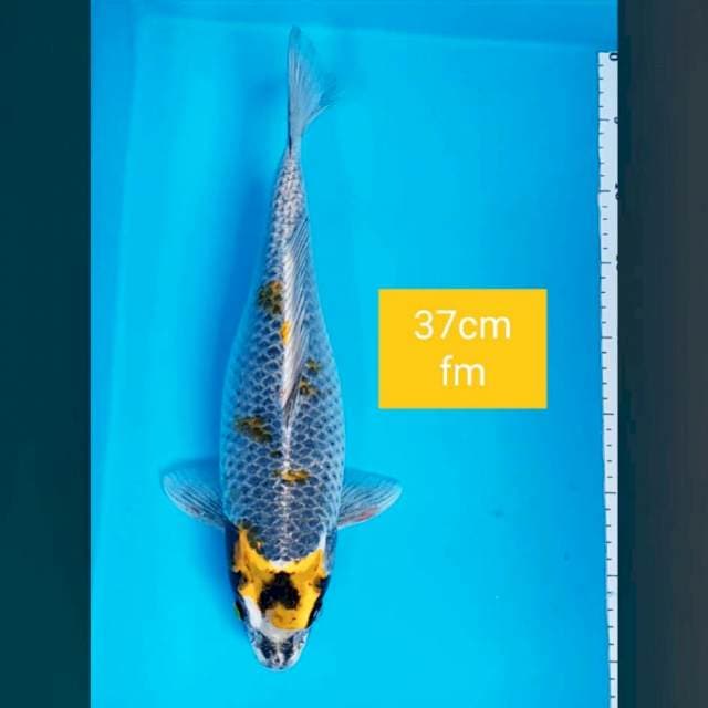 Antik kawari bulky 37cm