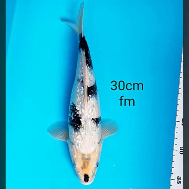 Good Shiro ginrin 30cm