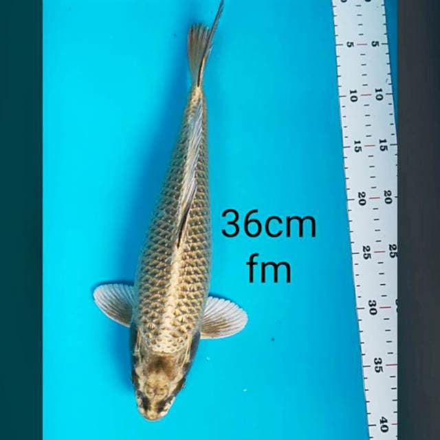 Gold mukashi 36cm
