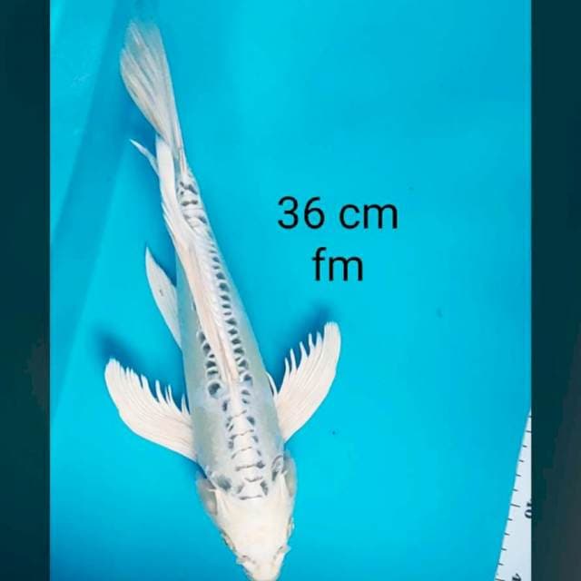 Kumpay white kiko 36cm