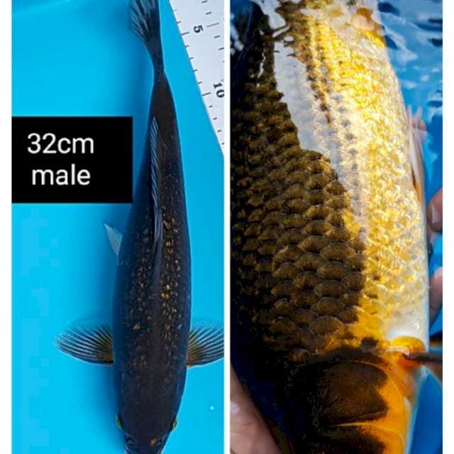Chagoi karashu 32cm male