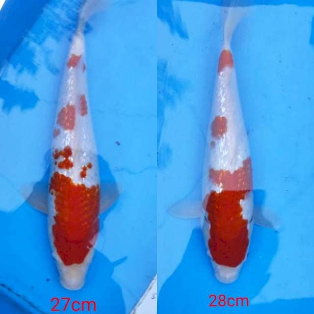 Kohaku ginrin 27&28cm