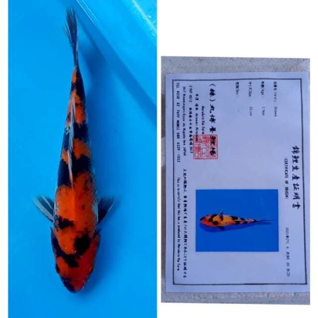 Showa Import Serti Maruhiro